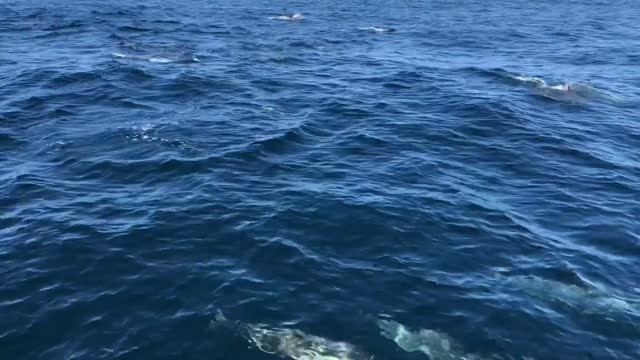 Dolphins speed