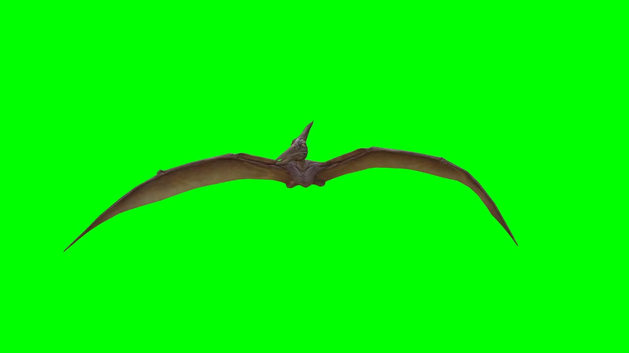 Green Screen Bird