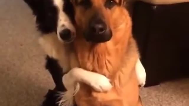 Dogs Friendship. Its Cute