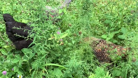 Foraging Chickens 2 of 3