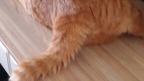 Cute Kitty