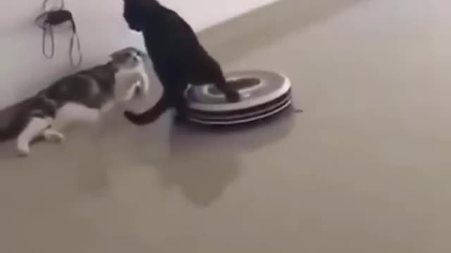❤️😹 Funniest Animals 😹 - Best Of 🙊❤️ Funny Animal Videos Ep 12 #Shorts#Pets ❤️