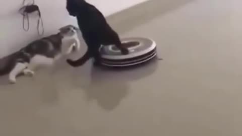 ❤️😹 Funniest Animals 😹 - Best Of 🙊❤️ Funny Animal Videos Ep 12 #Shorts#Pets ❤️