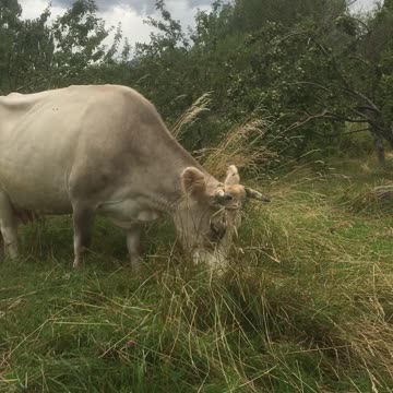 My COW loves to eat.