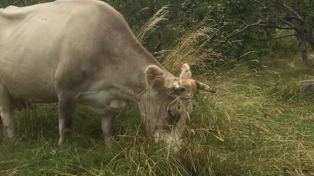 My COW loves to eat.