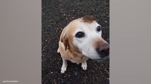 Funny Animals