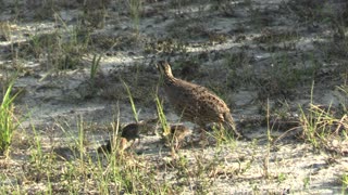 Bob White Quail with chicks