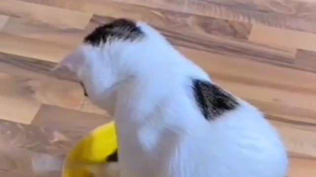 Funny animals