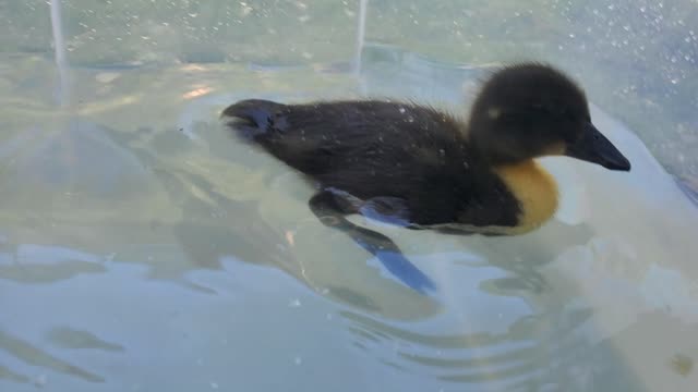 Ducks Swimming In The Container.