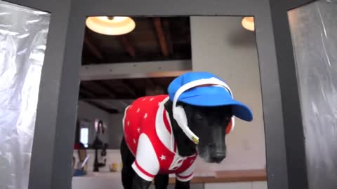 Dog Takes Puppy on Journey in Shopping Cart: Cute Dog Maymo and Puppy Penny