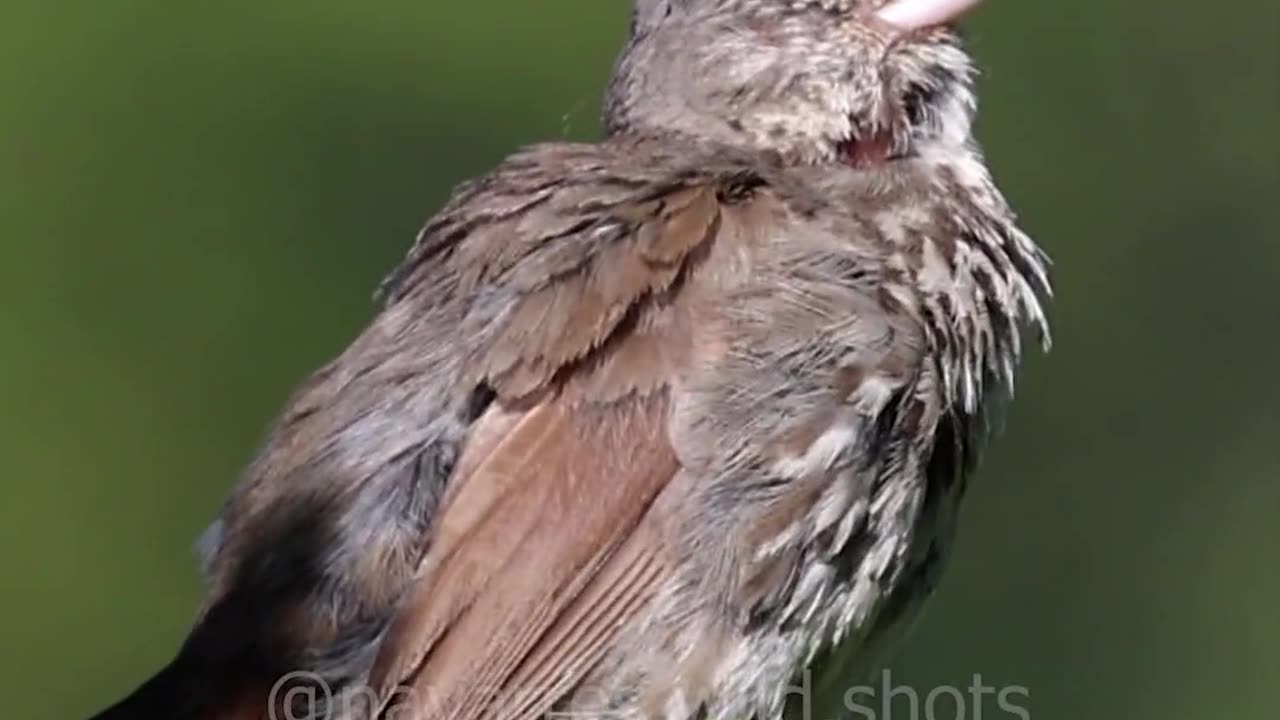 🐦 Bird's 🐦