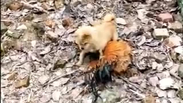 Chicken vs dog figth