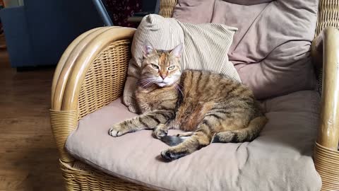 A cute Cat Sitting on the Chair