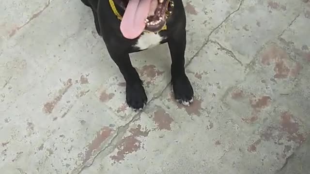 Shaggy The Bully Training Video