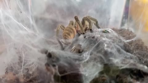 Baby Dwarf Tarantulas Share Food While Mom Supervises