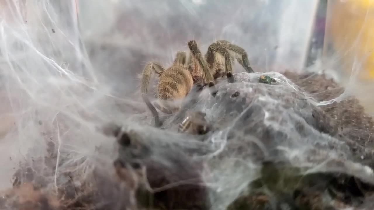 Baby Dwarf Tarantulas Share Food While Mom Supervises
