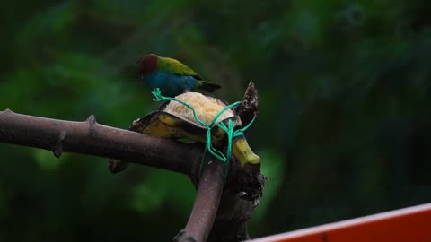 Bird Macaw Feathers Pet Wildlife Wings funny animals alan