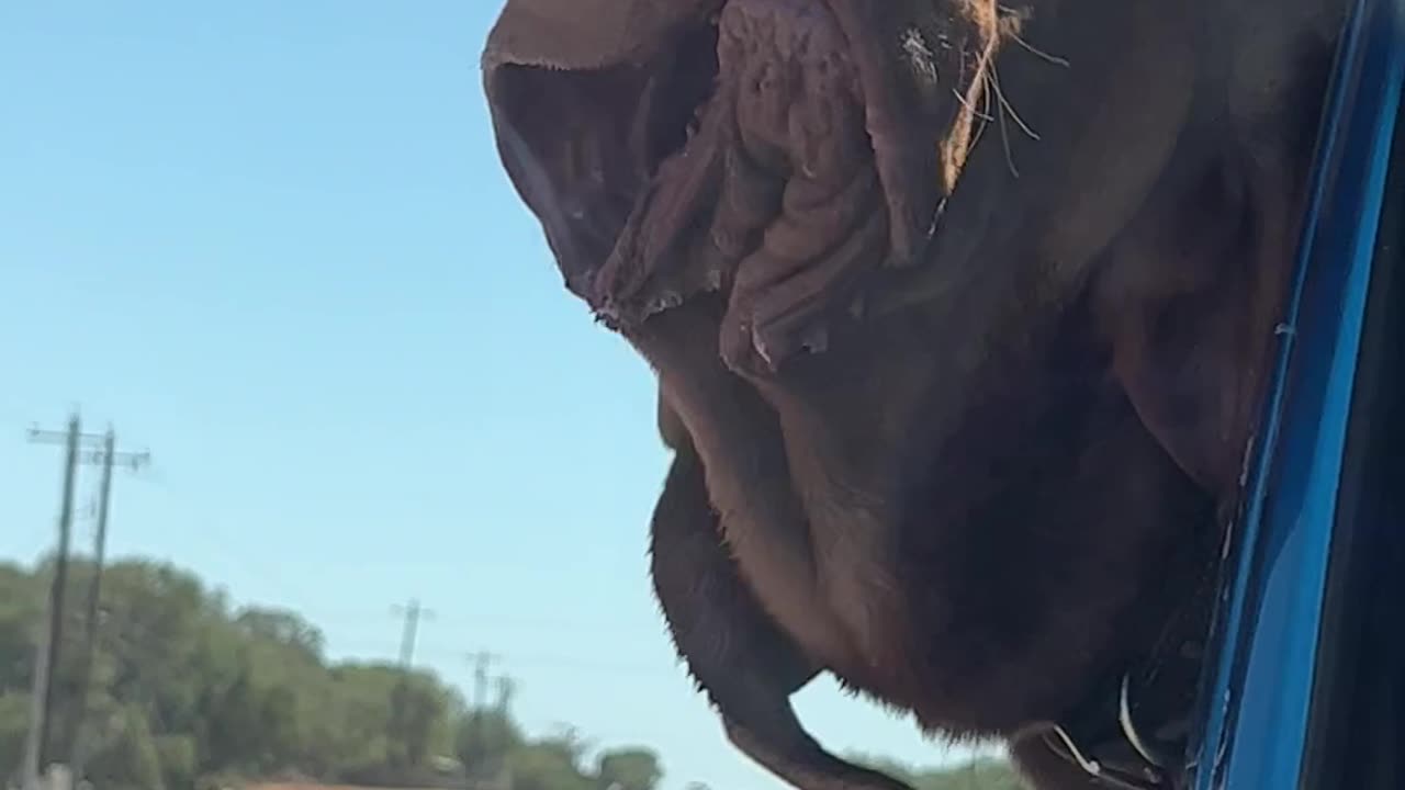 Jowls in the wind