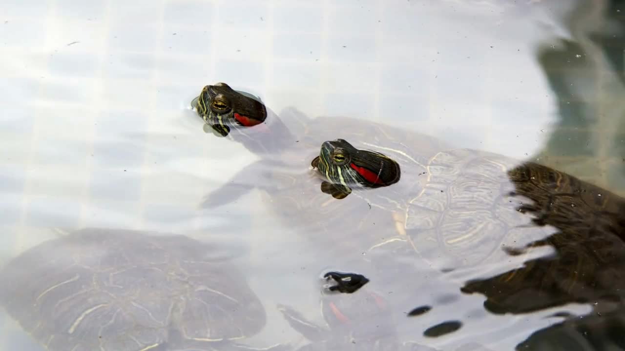 Animal Reptile Aquatic Water Turtle in a Water Pool