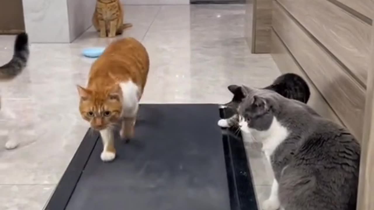 FUNNYCATS