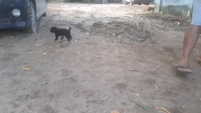 Puppies playing with a ball