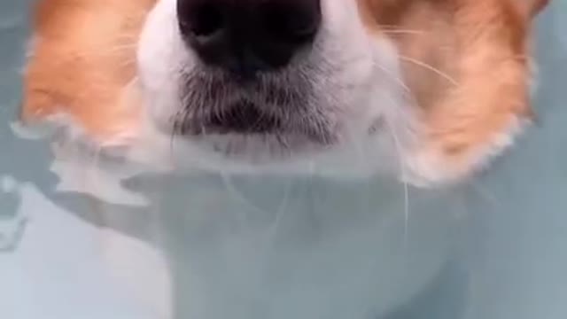 cute dog expression for the first time swimming