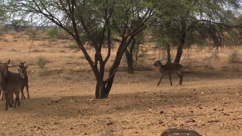 Eland Mount Etjo Safari Lodge Namibia