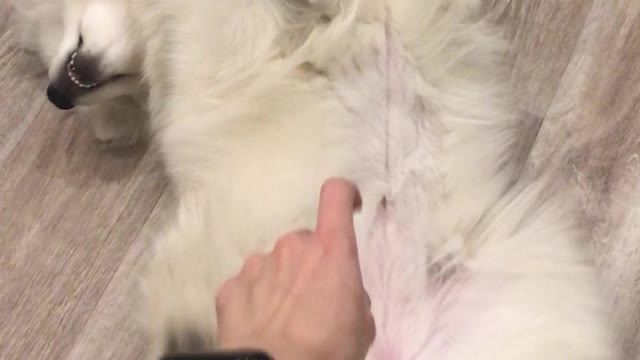 samoyed basking
