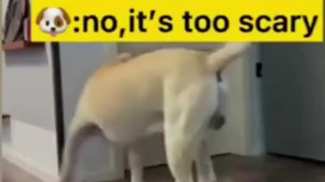 🤣Top Funny & Cute 🐶Dogs Videos Try Not To Laugh I Most Effective Dog Training Videos