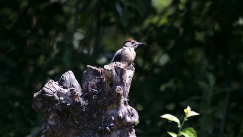 Sap Sucker Woodpecker Facts