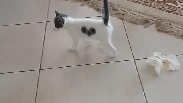 Cute kitten