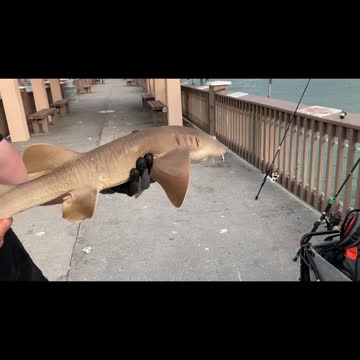 Man Wanted a fish but caught a shark