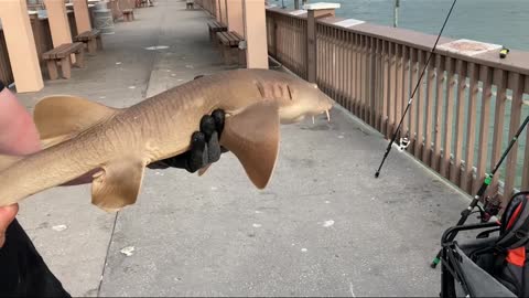 Man Wanted a fish but caught a shark