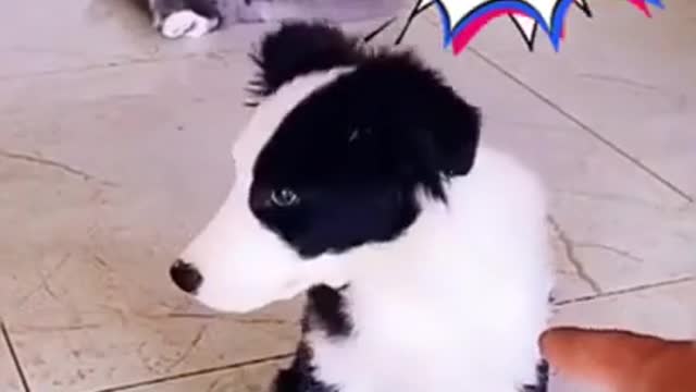 🤣🤣🤣 Funny Dog Fails 2021 TRY NOT TO LAUGH!!! 🤣🤣🤣