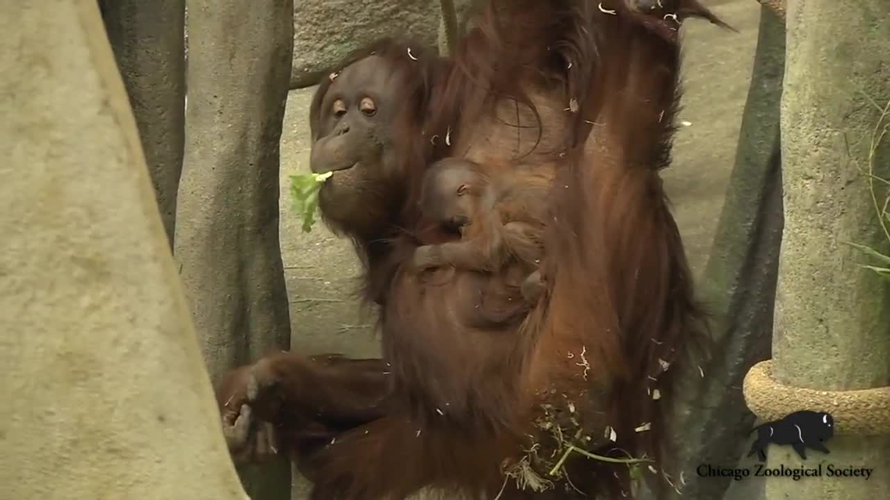 The two-week-old baby orangutan with her mom