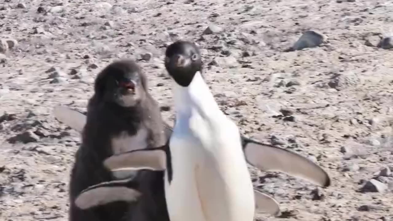 Adelie Penguin Feeding Chase