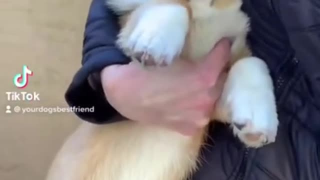 2.Corgi Puppy Doesn’t Want to Cuddle