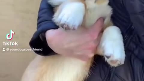 2.Corgi Puppy Doesn’t Want to Cuddle