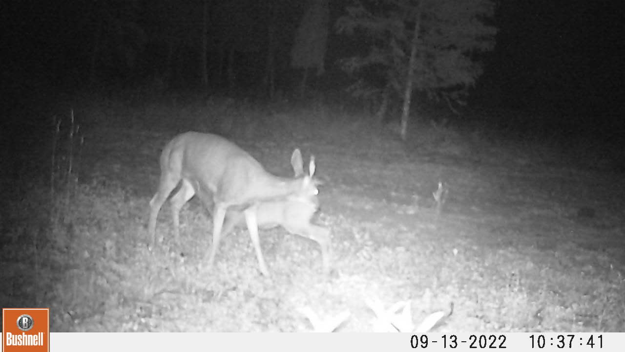 Mule deer doe taking a beating just for milk