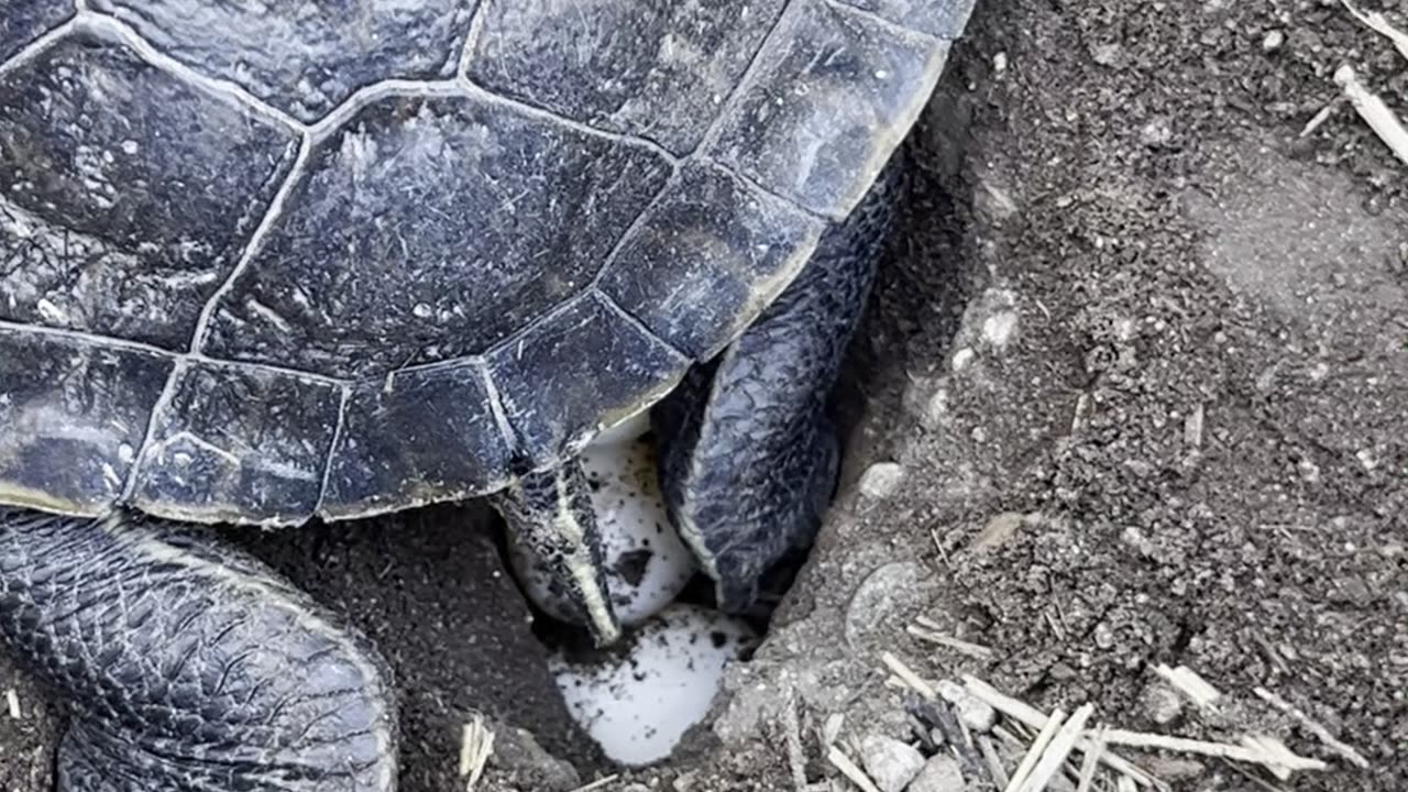 Hinano the Water Turtle Laying Eggs