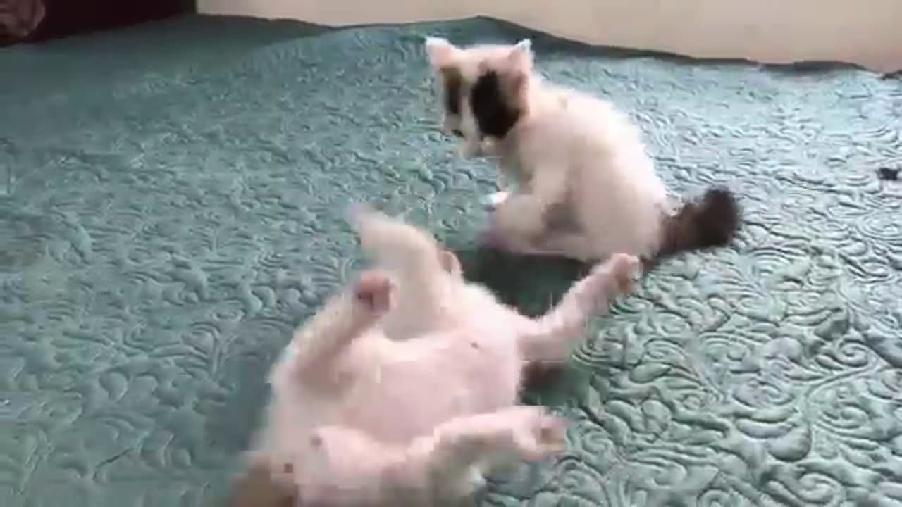 Cats play together