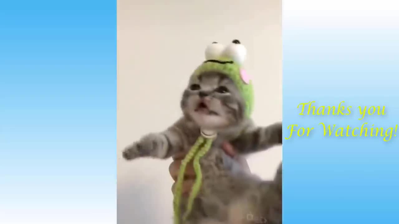 Top Funny Cat Videos Week #17