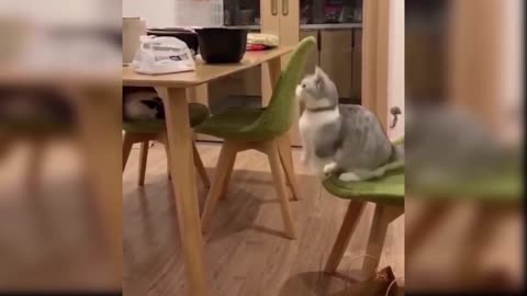 cat tries to jump on table but falls down 😂😂😂