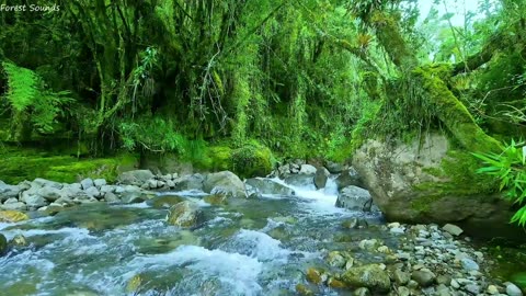 Birds chirping in the big forest, babbling brook, nature sound, forest #Nature