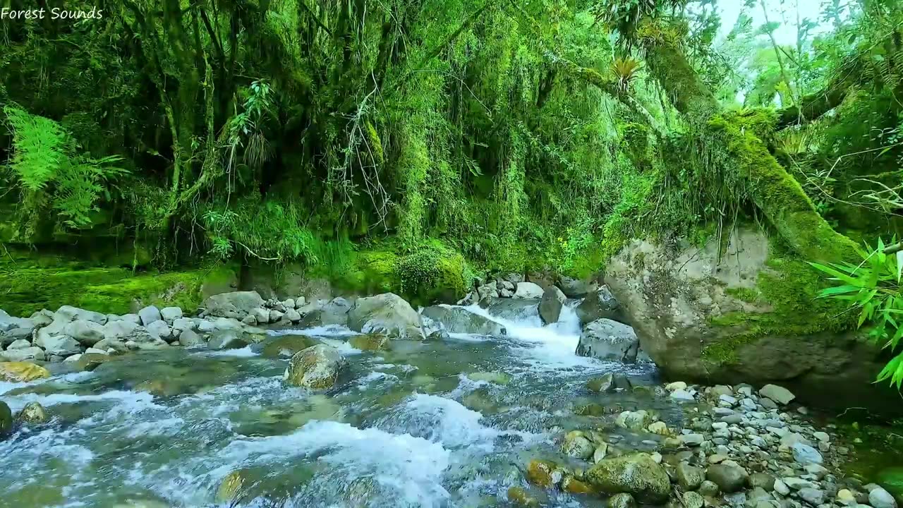 Birds chirping in the big forest, babbling brook, nature sound, forest #Nature