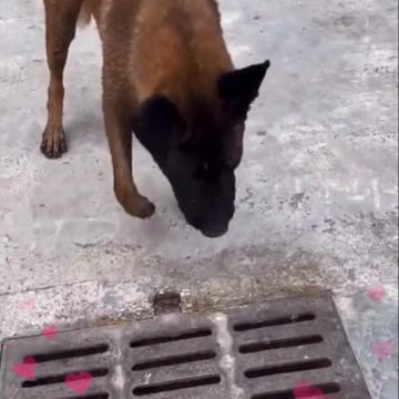 What I Learned from a Heroic Dog's PROTECTIVE INSTINCTS