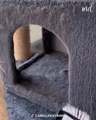 Fur-parents, a brush can help you clean your pet's hair