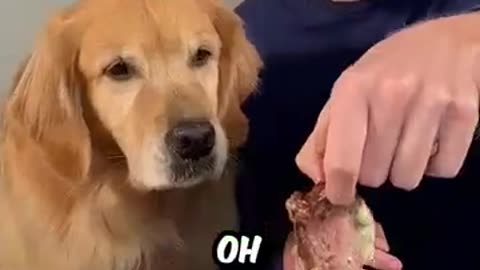 Feeding a dog $1 vs $10.000 steak