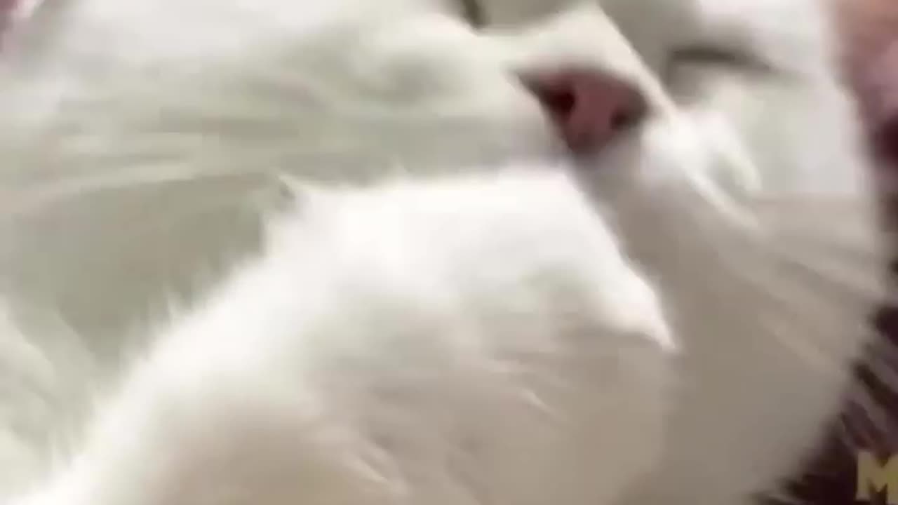 Cute cat