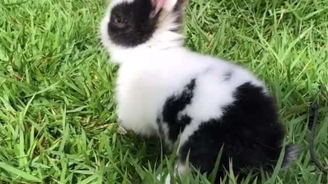 Mini Coelhos fofinhos